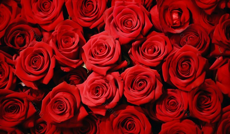 浪漫鲜花红色背景七夕节情人节520结婚纪念日求婚结婚背景图,高清,摄影图,摄影图片,图片大全,摄影图免费下载